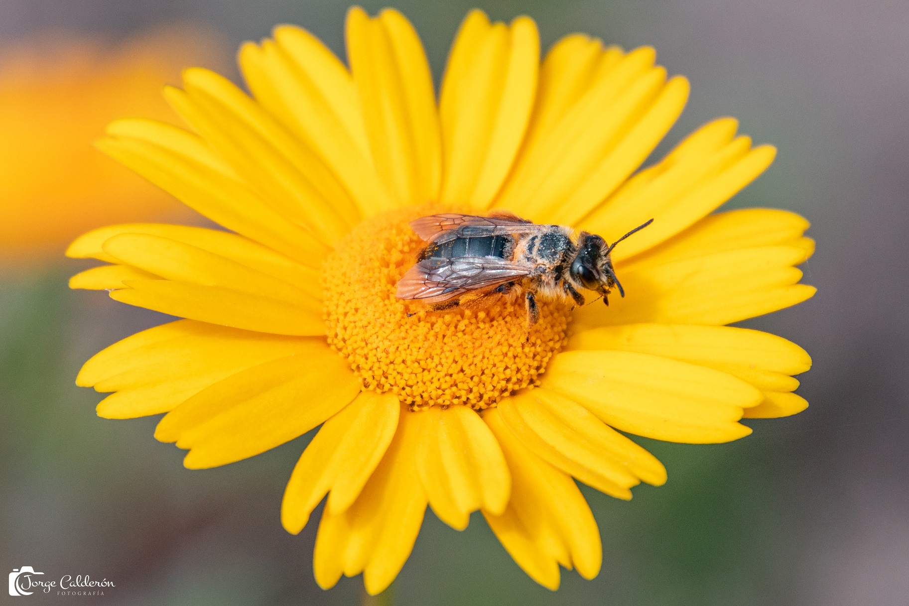 insectos